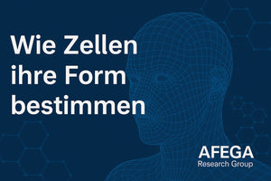 Wie Zellkollektive „entscheiden“ – ganz ohne Gene (Teil 2 der Reihe: Bioelektrik, Resonanz und das Altern anders denken)