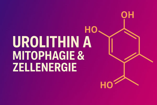 Urolithin A – Zell-Verjüngung durch Mitophagie
