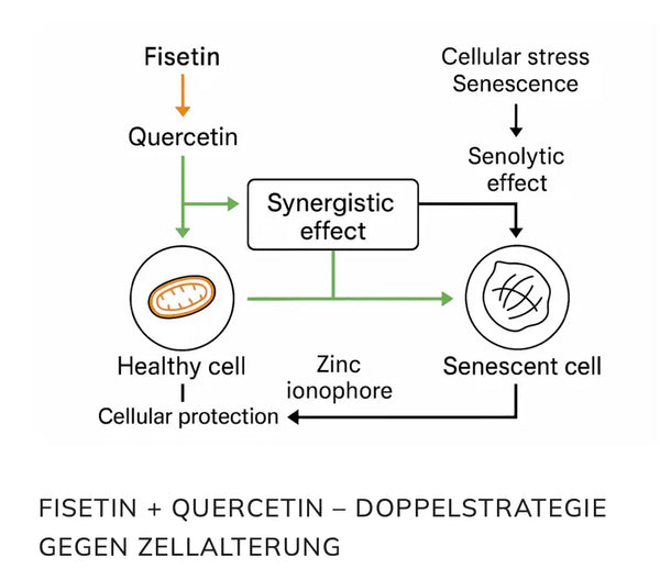 Infografik zum Wirkprinzip von Fisetin und Quercetin